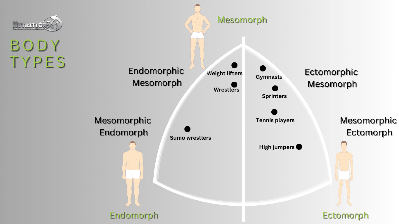 Table displaying body types (somatotypes) on a continuum, illustrating the progression from ectomorph to mesomorph to endomorph, highlighting physical characteristics associated with each body type.